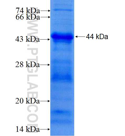 PRKD3 fusion protein Ag26164 SDS-PAGE