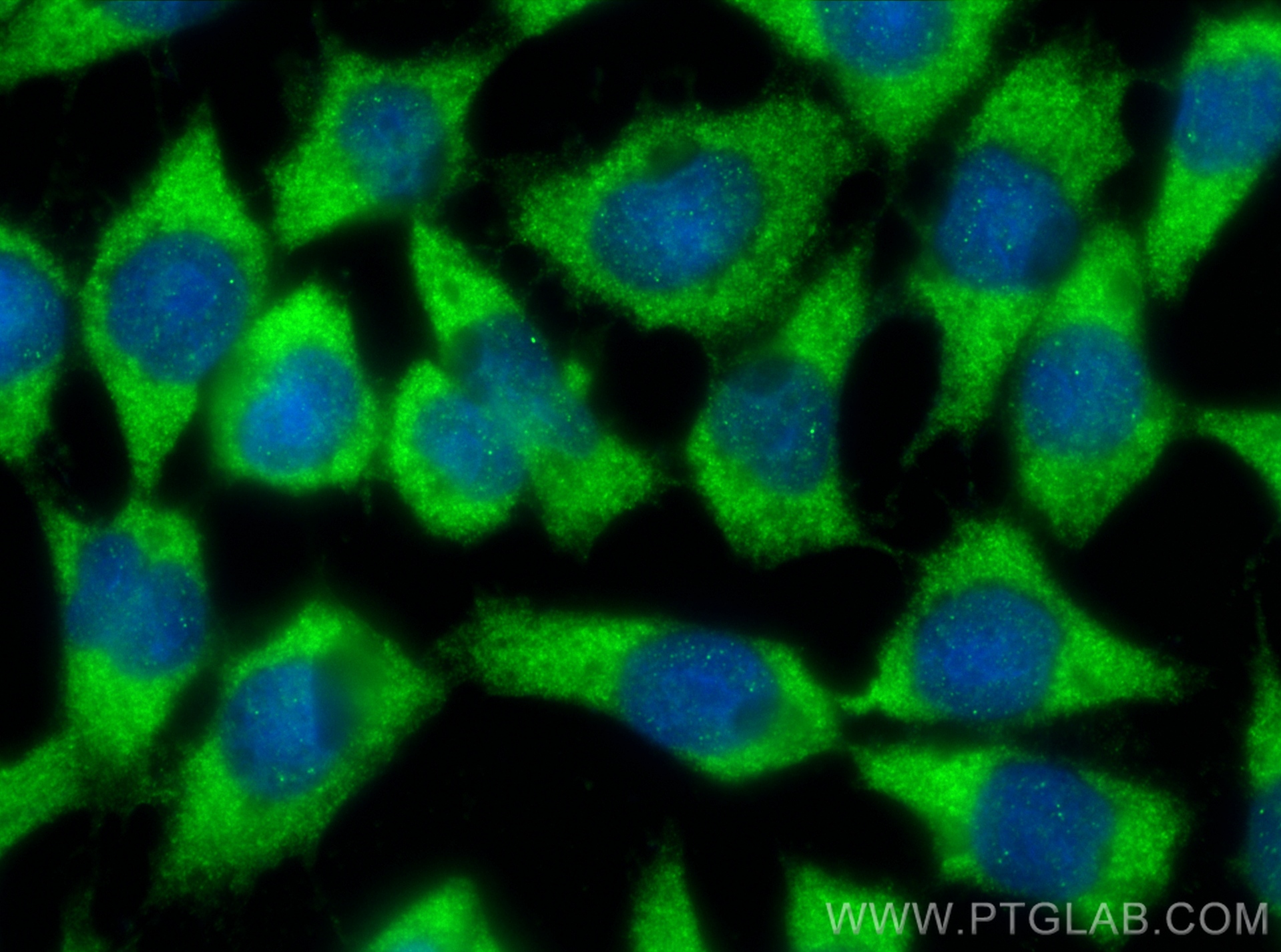 Immunofluorescence (IF) / fluorescent staining of COS-7 cells using Prolactin Polyclonal antibody (16525-1-AP)