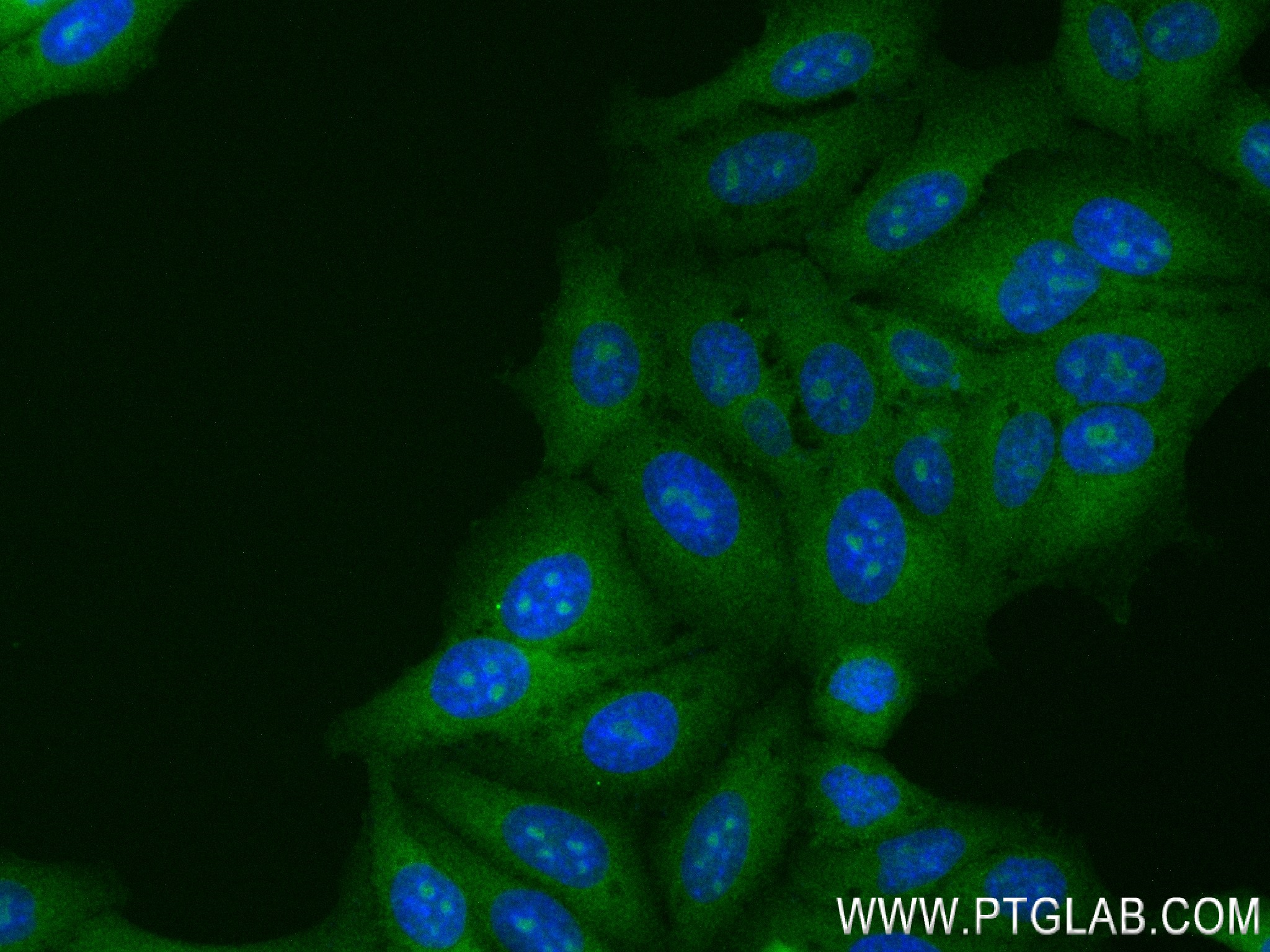 Immunofluorescence (IF) / fluorescent staining of HepG2 cells using PRMT3 Recombinant antibody (83969-6-RR)