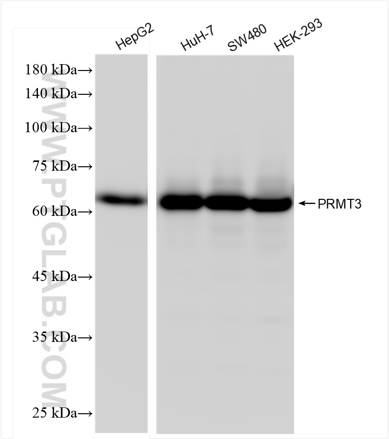 Western Blot (WB) analysis of various lysates using PRMT3 Recombinant antibody (83969-6-RR)