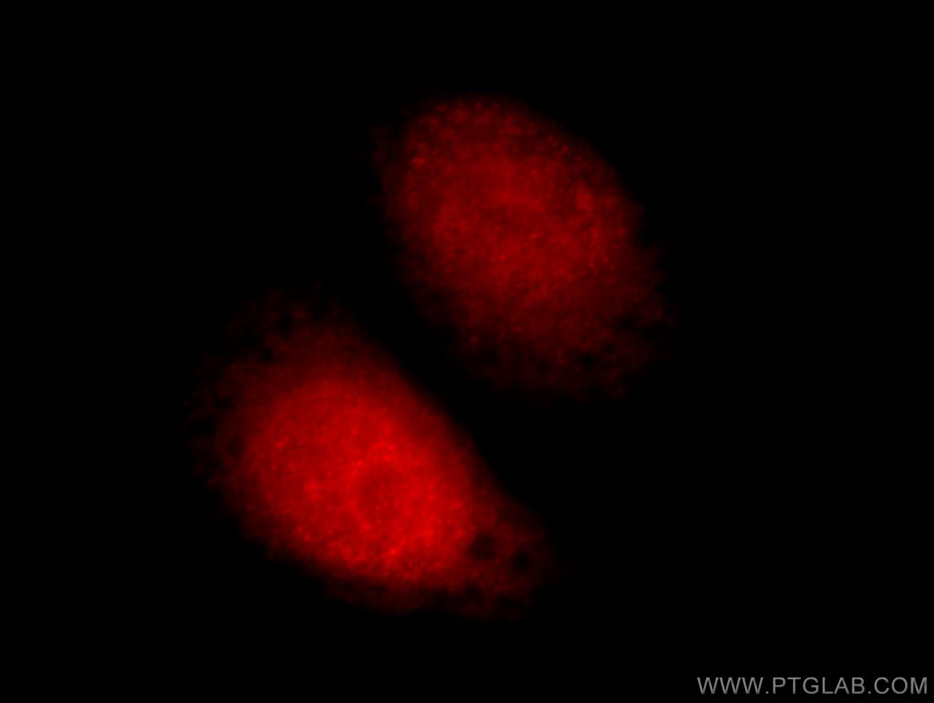 Immunofluorescence (IF) / fluorescent staining of HepG2 cells using PRO1768 Polyclonal antibody (21061-1-AP)