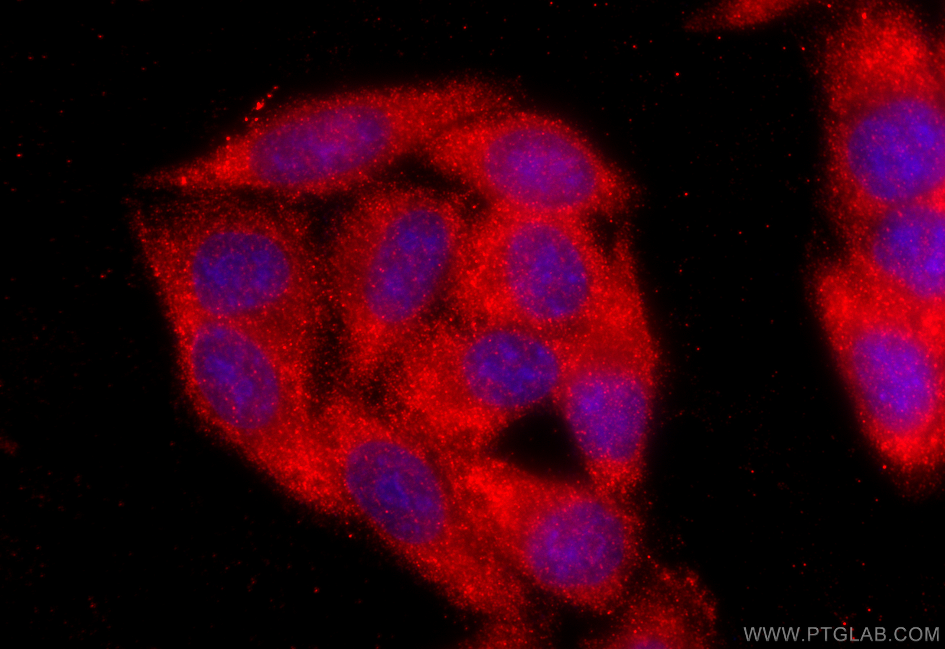 Immunofluorescence (IF) / fluorescent staining of HepG2 cells using PROS1 Polyclonal antibody (16910-1-AP)