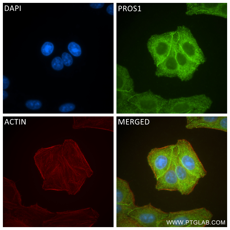 Immunofluorescence (IF) / fluorescent staining of HepG2 cells using PROS1 Recombinant antibody (84107-2-RR)