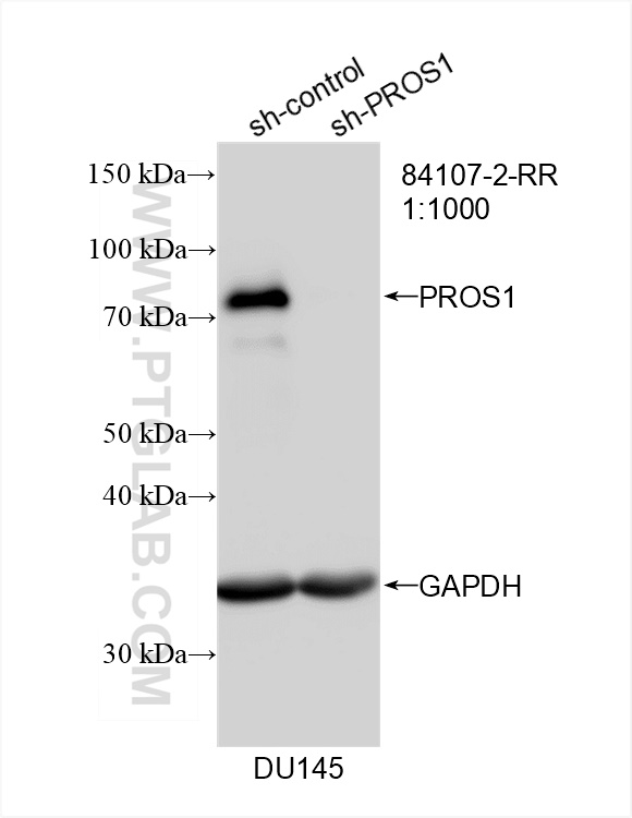 Western Blot (WB) analysis of DU 145 cells using PROS1 Recombinant antibody (84107-2-RR)