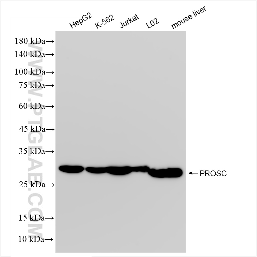 Western Blot (WB) analysis of various lysates using PROSC Recombinant antibody (83831-5-RR)