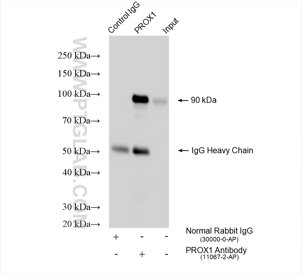 Immunoprecipitation (IP) experiment of HepG2 cells using PROX1 Polyclonal antibody (11067-2-AP)