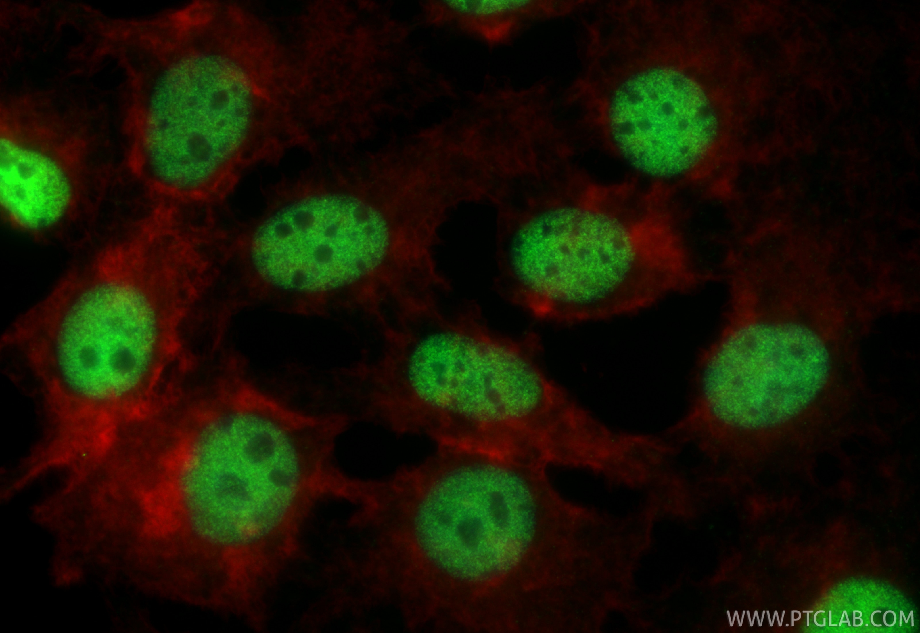 Immunofluorescence (IF) / fluorescent staining of HuH-7 cells using PROX1 Monoclonal antibody (67438-1-Ig)