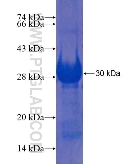 PRPF38B fusion protein Ag20986 SDS-PAGE