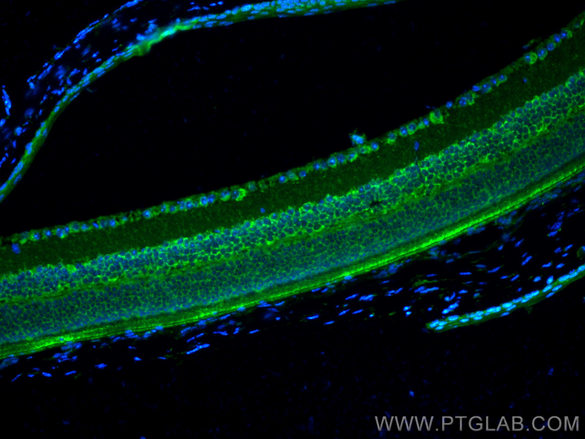 Immunofluorescence (IF) / fluorescent staining of mouse eye tissue using PRPH2 Polyclonal antibody (18109-1-AP)