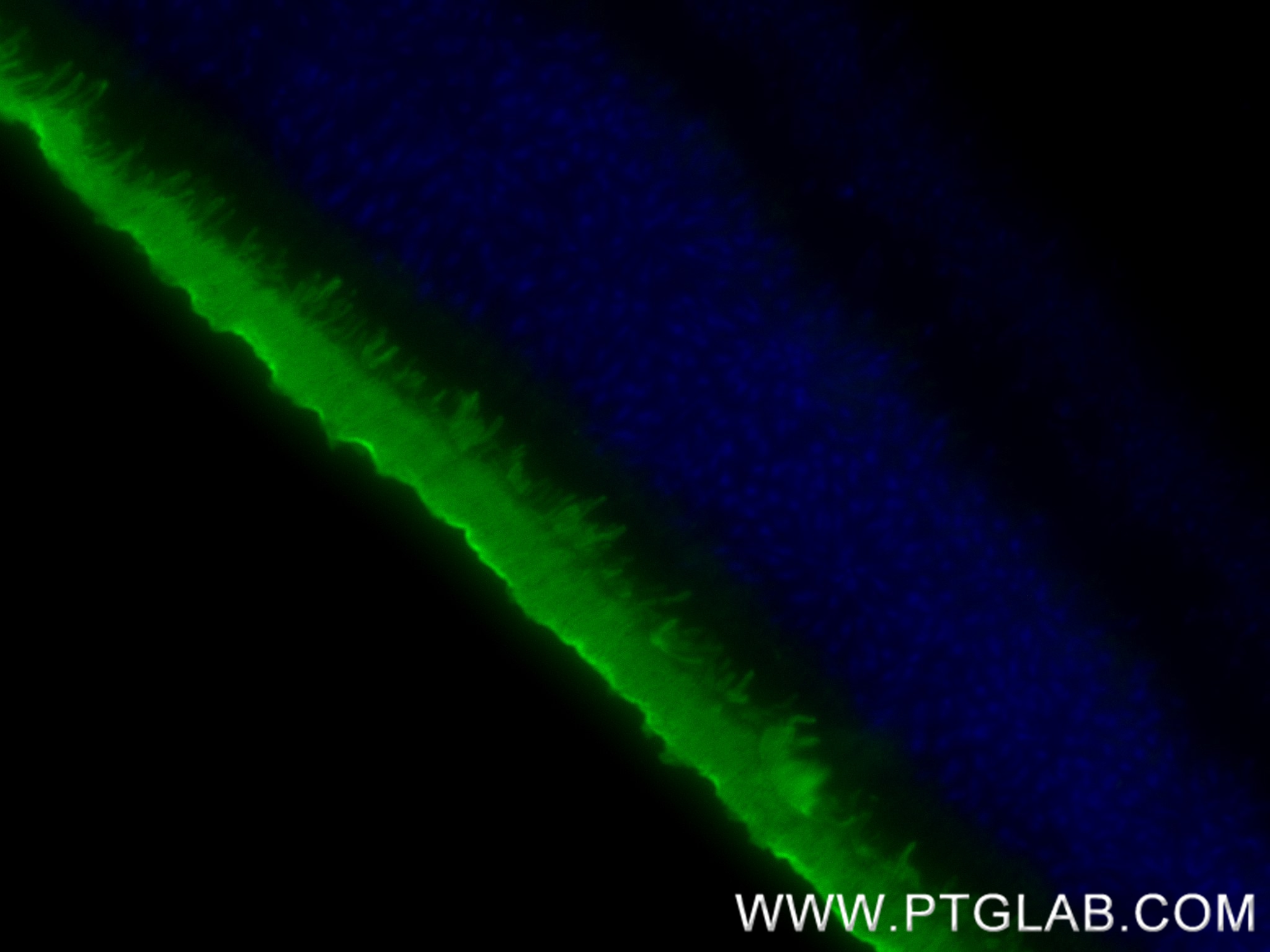 Immunofluorescence (IF) / fluorescent staining of mouse eye tissue using PRPH2 Recombinant antibody (85043-1-RR)