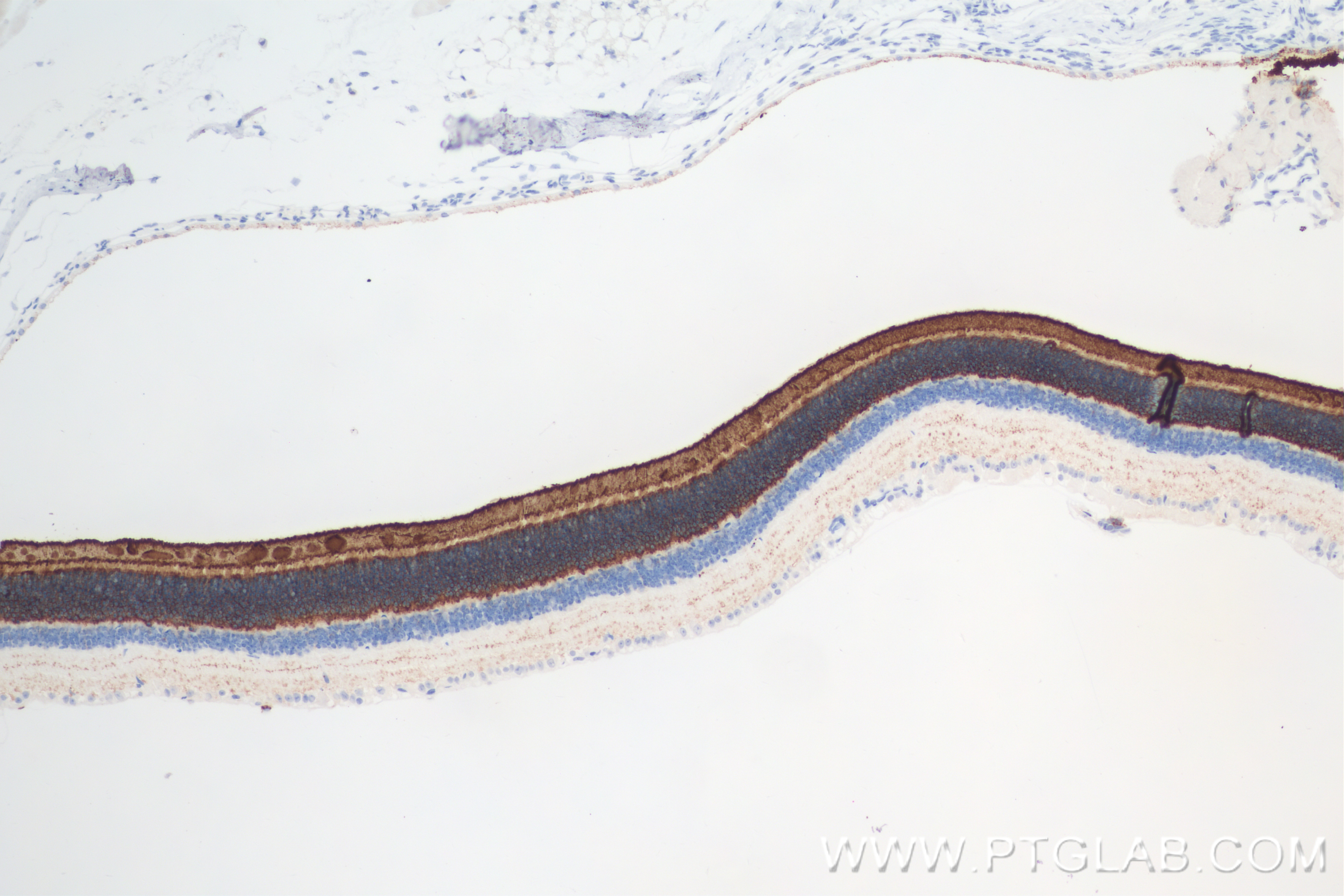 Immunohistochemistry (IHC) staining of mouse eye tissue using PRPH2 Recombinant antibody (85043-1-RR)