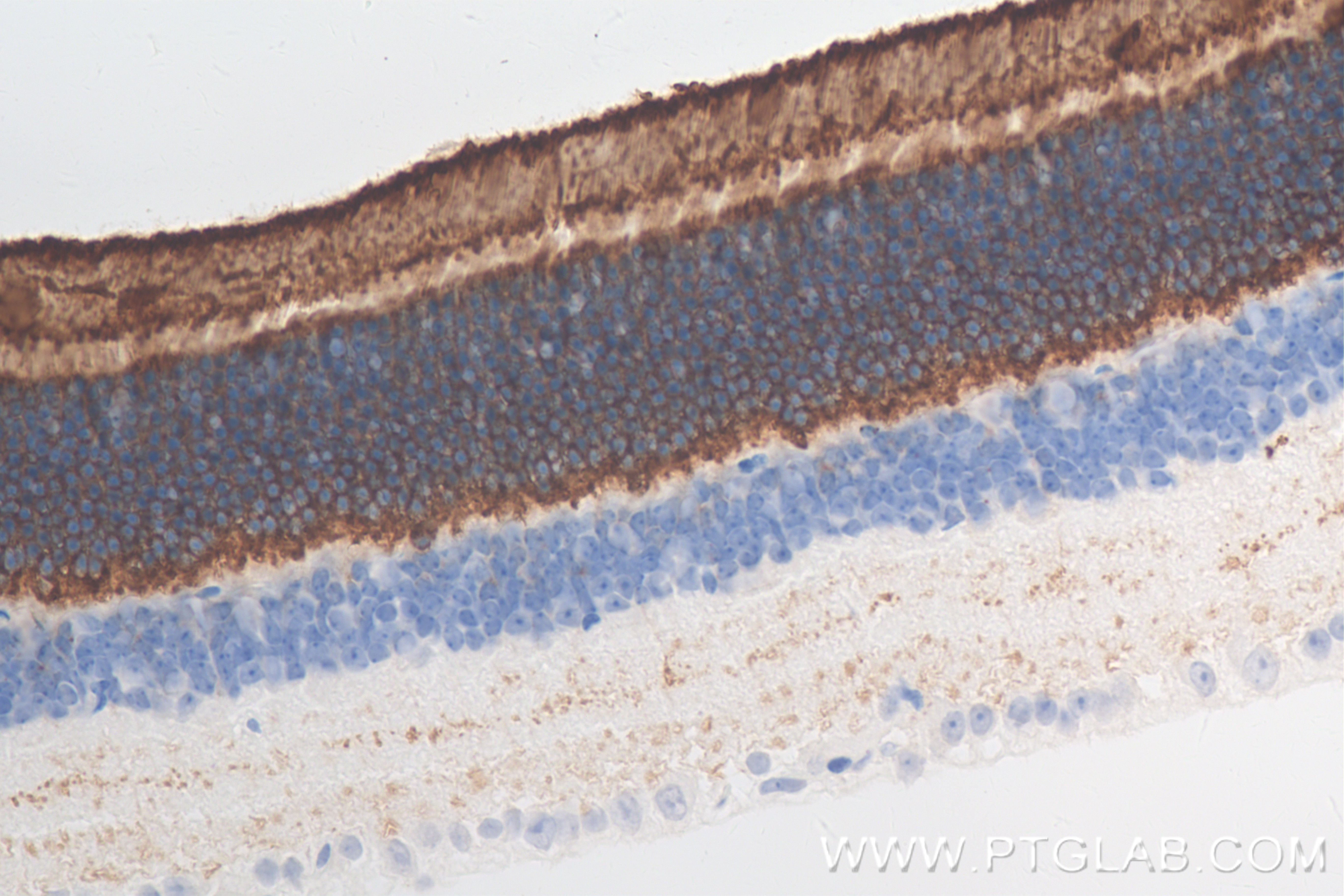 Immunohistochemistry (IHC) staining of mouse eye tissue using PRPH2 Recombinant antibody (85043-1-RR)