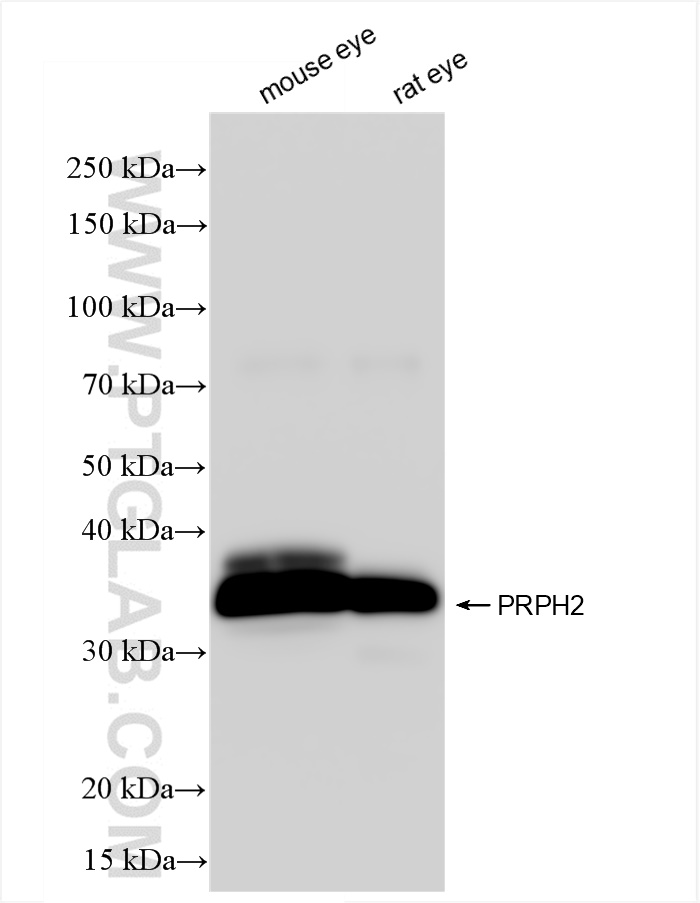 Western Blot (WB) analysis of various lysates using PRPH2 Recombinant antibody (85043-1-RR)