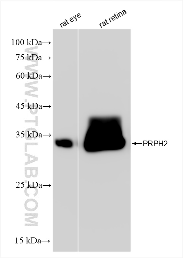 Western Blot (WB) analysis of various lysates using PRPH2 Recombinant antibody (85043-2-RR)