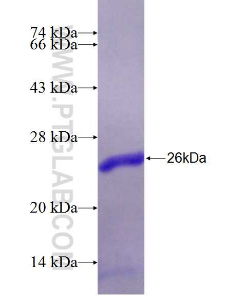 PRR11 fusion protein Ag26262 SDS-PAGE