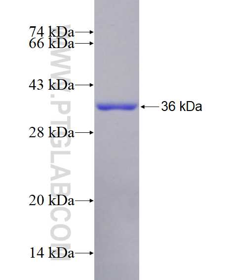 PRRG2 fusion protein Ag28735 SDS-PAGE