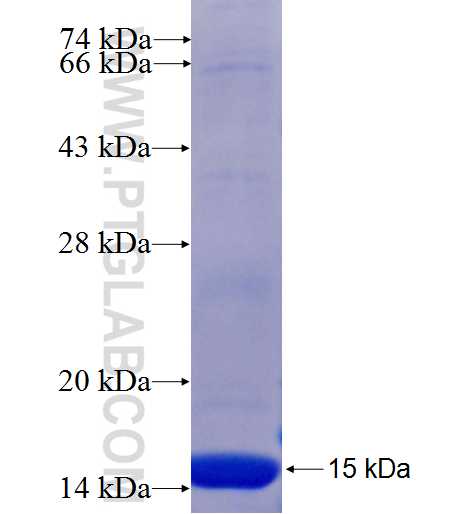 PRTN3 fusion protein Ag25924 SDS-PAGE