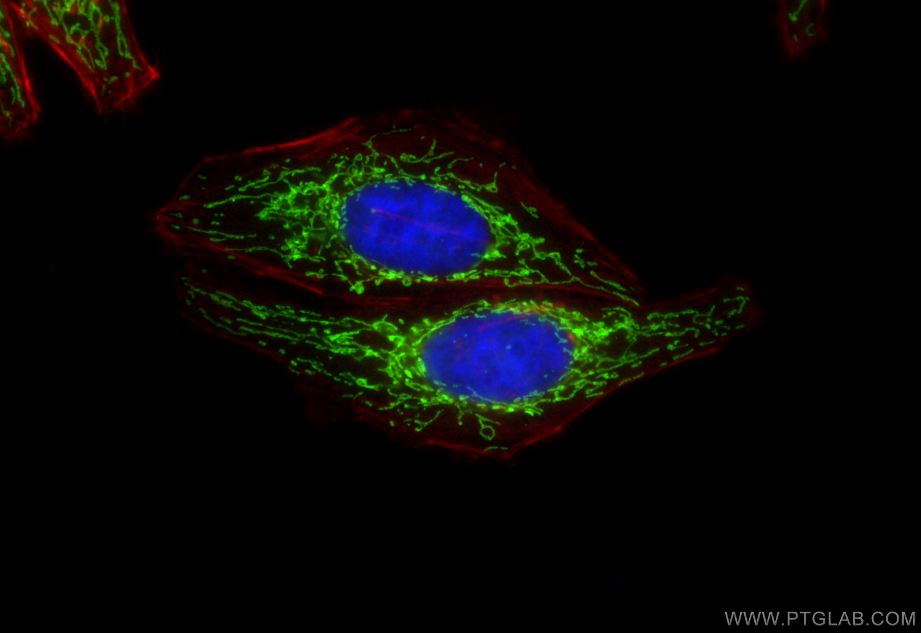 Immunofluorescence (IF) / fluorescent staining of HepG2 cells using PRDX3 Polyclonal antibody (10664-1-AP)