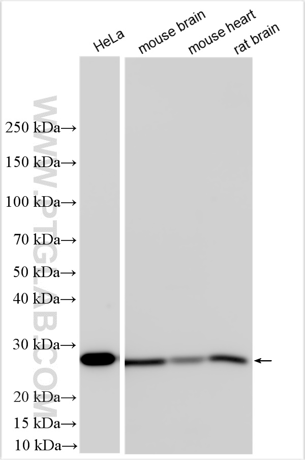 Western Blot (WB) analysis of various lysates using PRDX3 Polyclonal antibody (10664-1-AP)