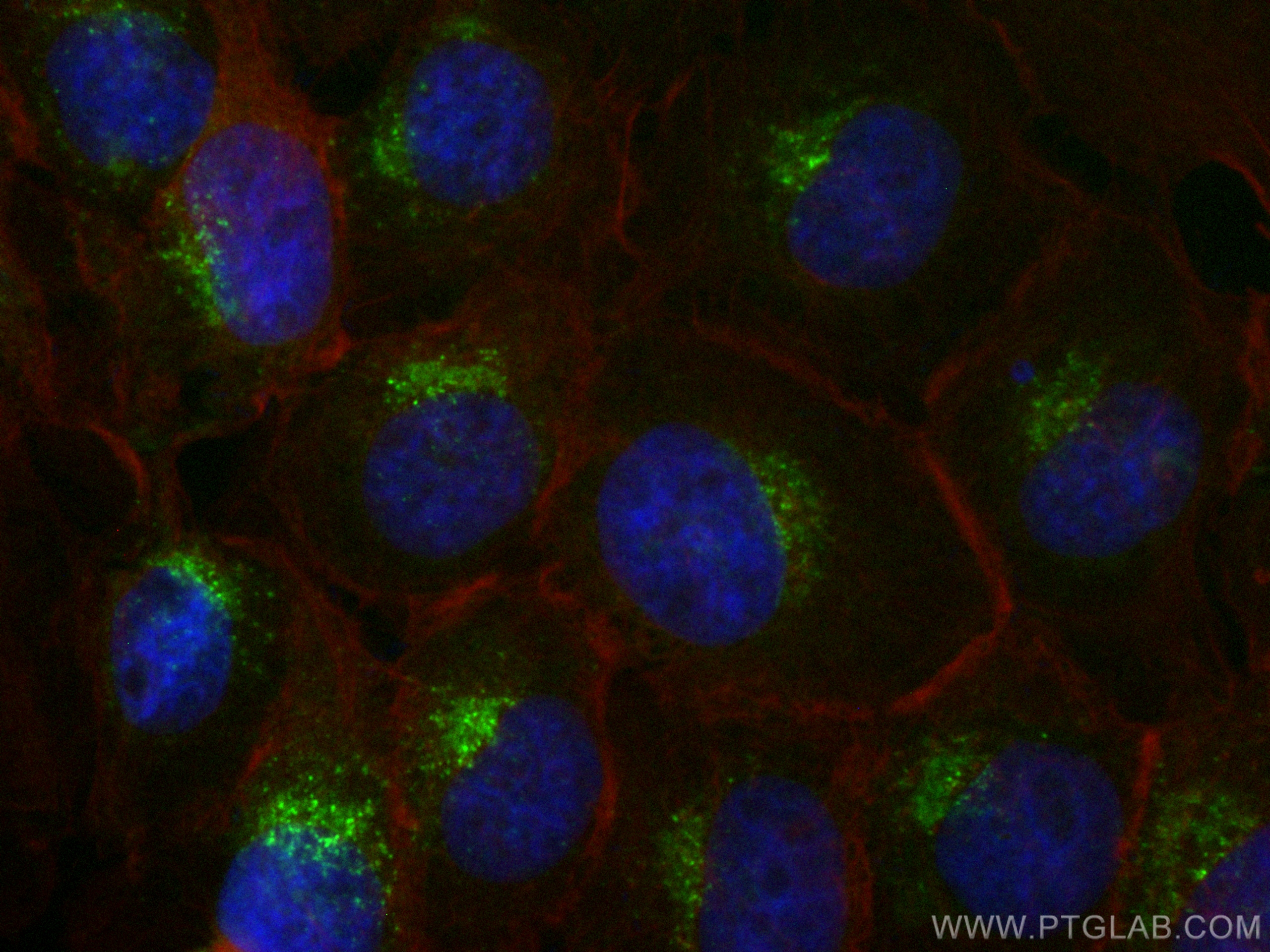 Immunofluorescence (IF) / fluorescent staining of A431 cells using CoraLite® Plus 488-conjugated PSAP Polyclonal anti (CL488-10801)