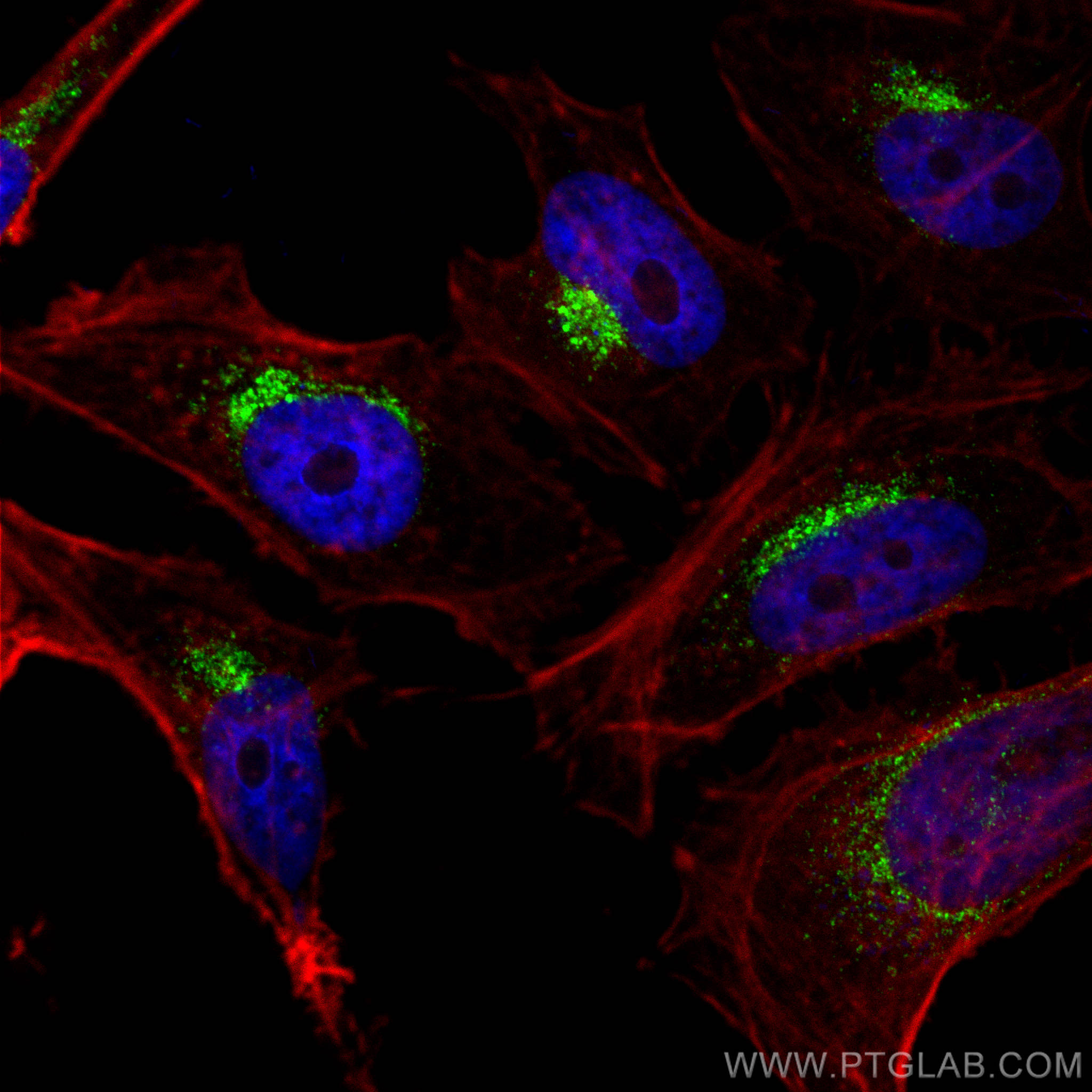 Immunofluorescence (IF) / fluorescent staining of HeLa cells using CoraLite® Plus 488-conjugated PSAP Polyclonal anti (CL488-10801)