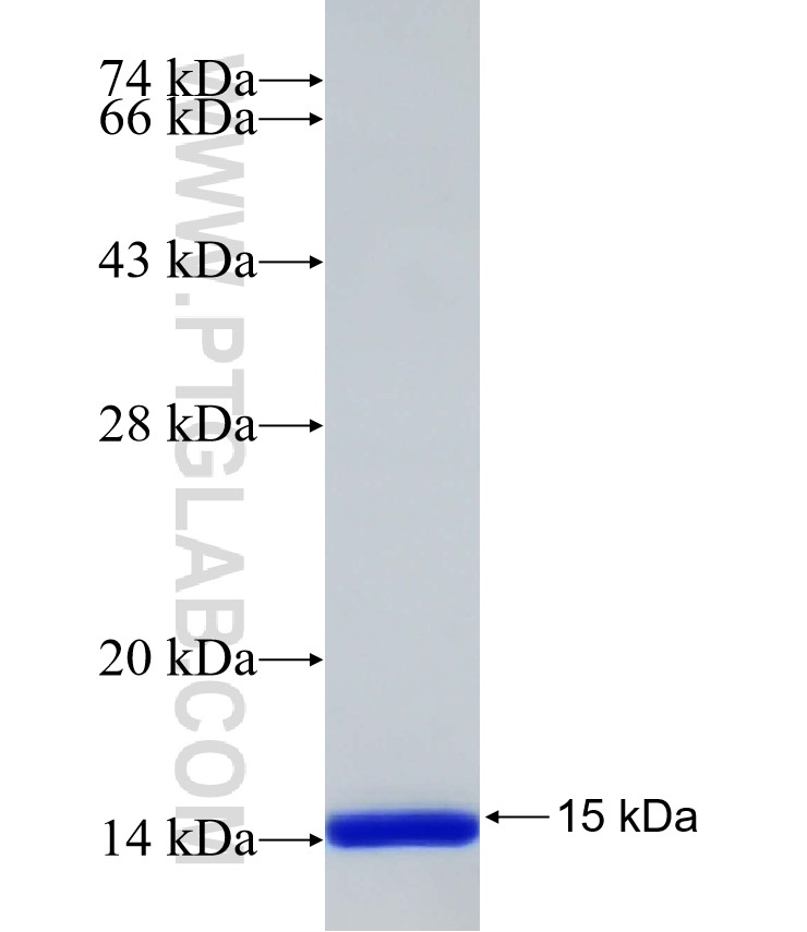 PSD95 fusion protein Ag33014 SDS-PAGE