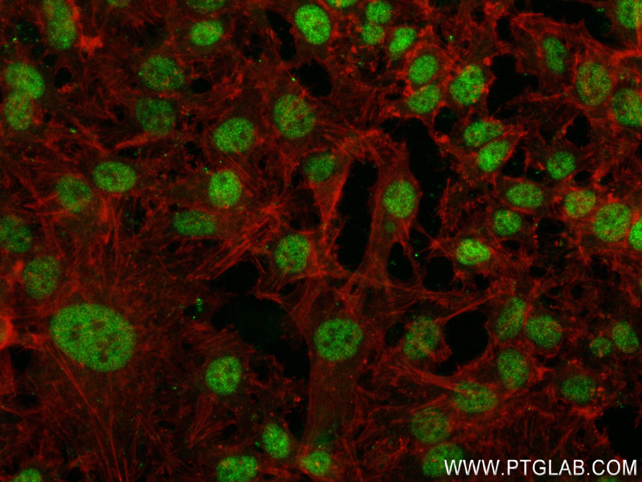 Immunofluorescence (IF) / fluorescent staining of HeLa cells using GINS2 Recombinant antibody (84486-2-RR)