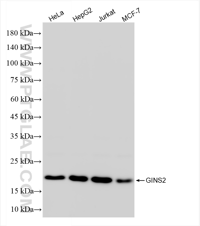 Western Blot (WB) analysis of various lysates using GINS2 Recombinant antibody (84486-2-RR)