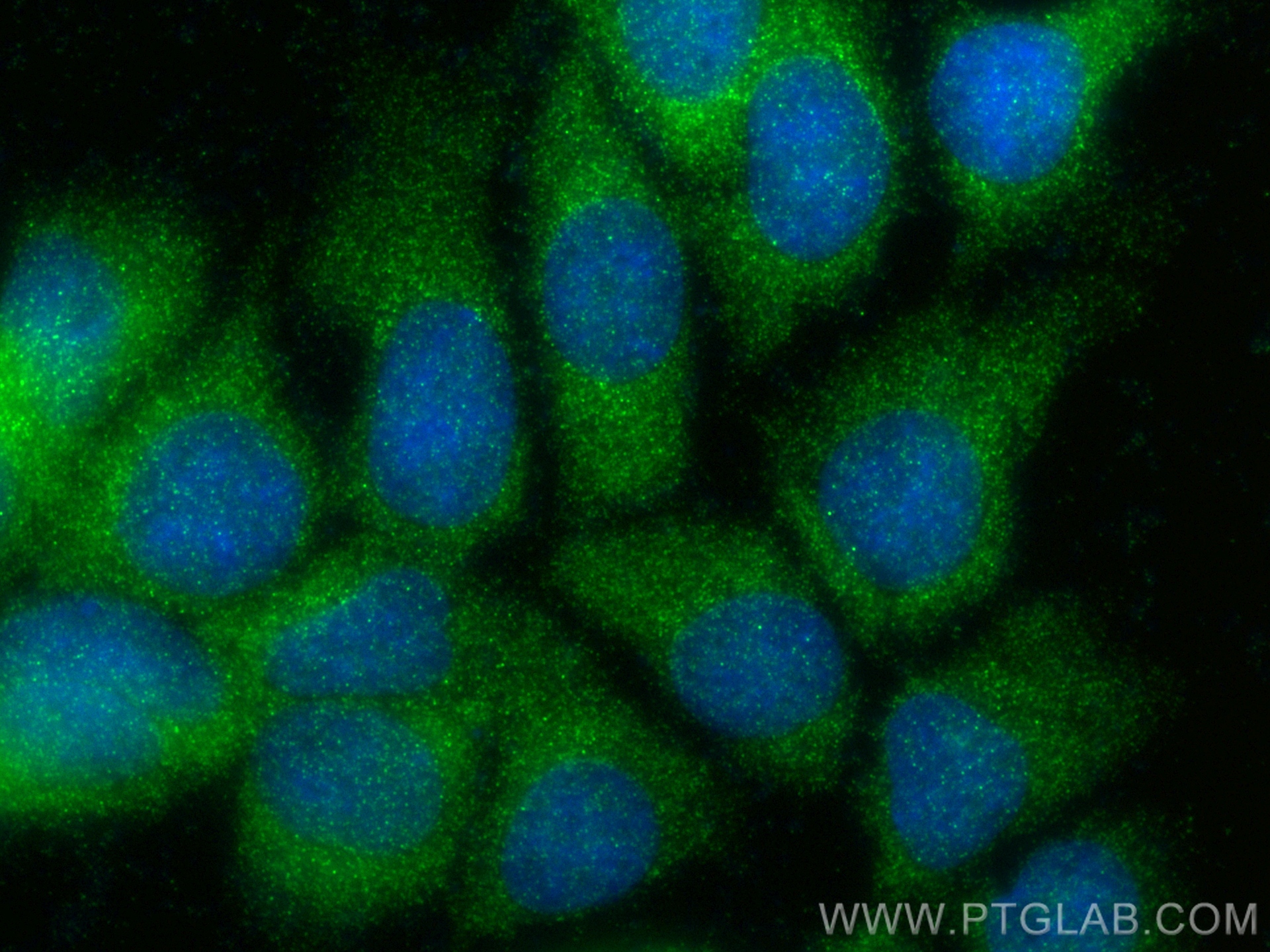 Immunofluorescence (IF) / fluorescent staining of MCF-7 cells using PSG1 Polyclonal antibody (11809-1-AP)