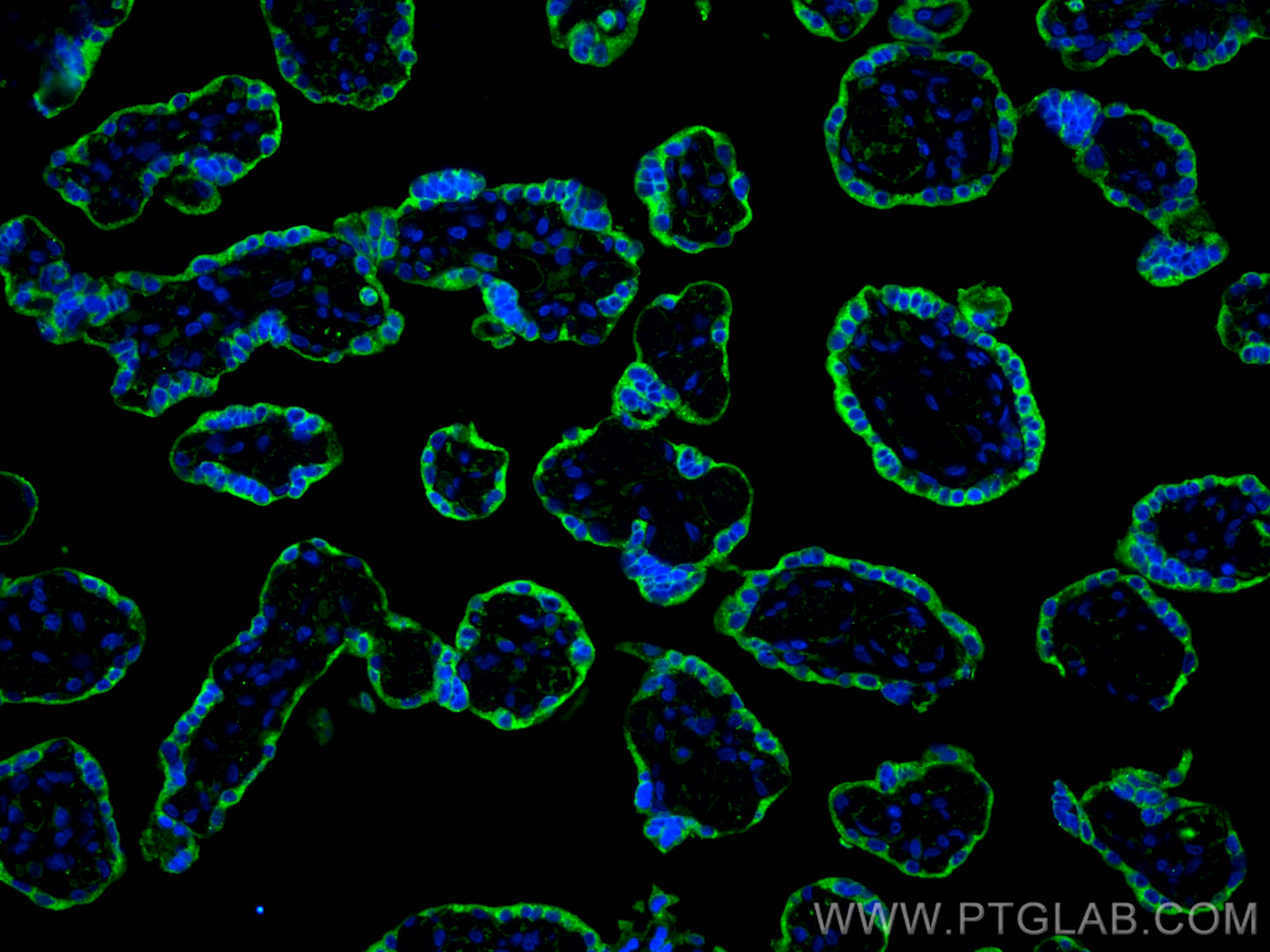 Immunofluorescence (IF) / fluorescent staining of human placenta tissue using PSG1 Monoclonal antibody (67269-1-Ig)