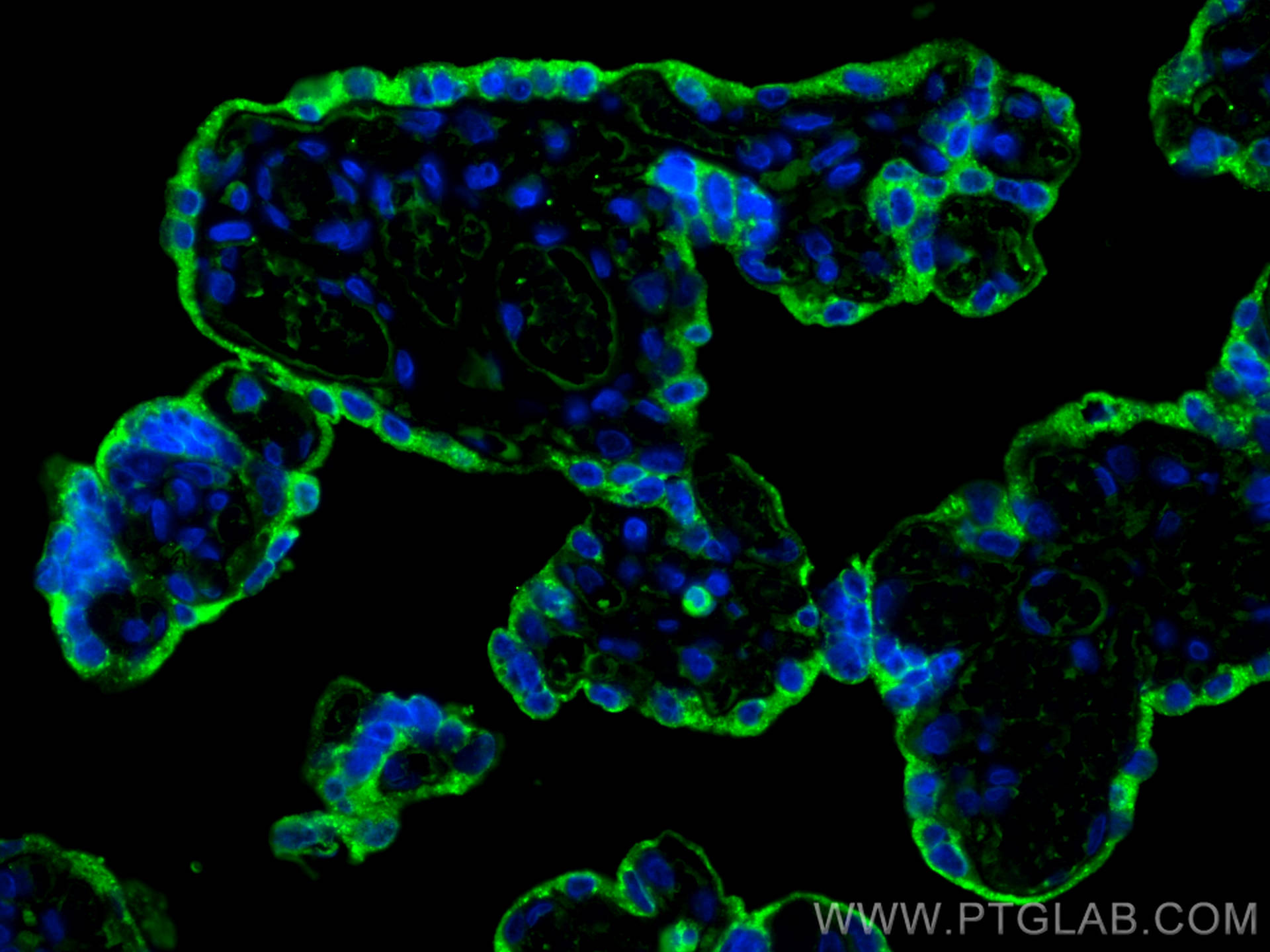 Immunofluorescence (IF) / fluorescent staining of human placenta tissue using PSG1 Monoclonal antibody (67269-1-Ig)