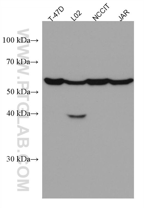 Western Blot (WB) analysis of T-47D cells using PSG1 Monoclonal antibody (67269-1-Ig)