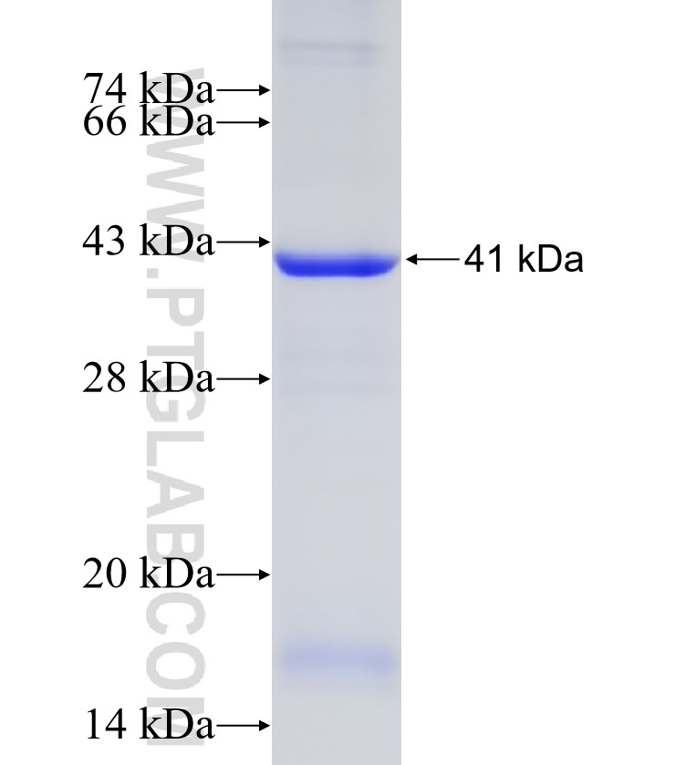 PSG9 fusion protein Ag9882 SDS-PAGE