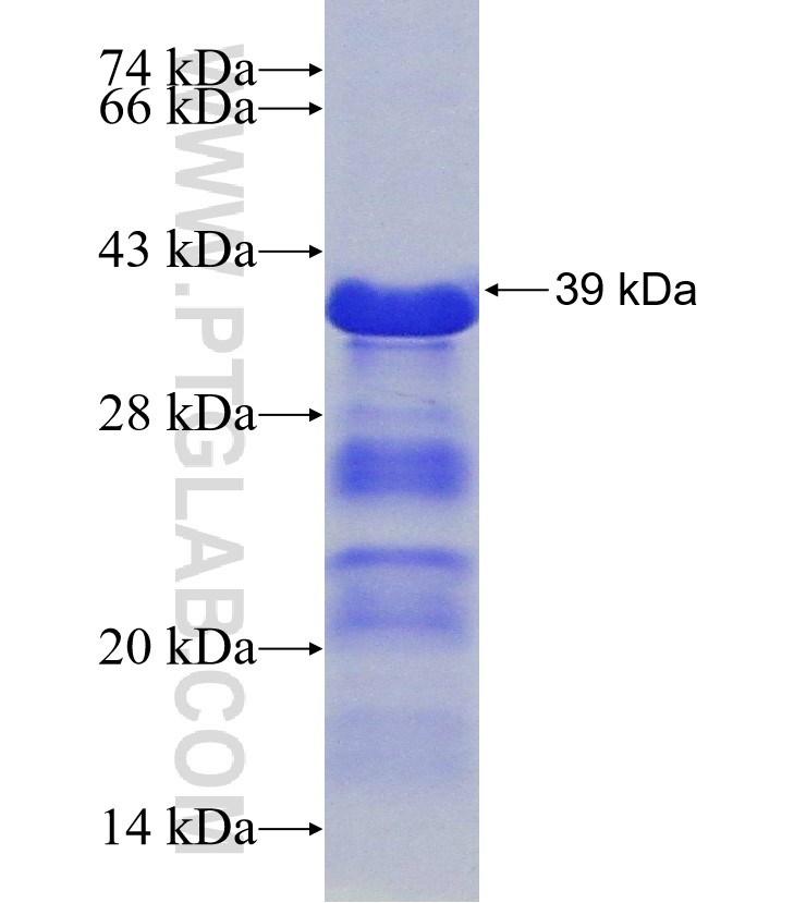 PSIP1 fusion protein Ag30562 SDS-PAGE