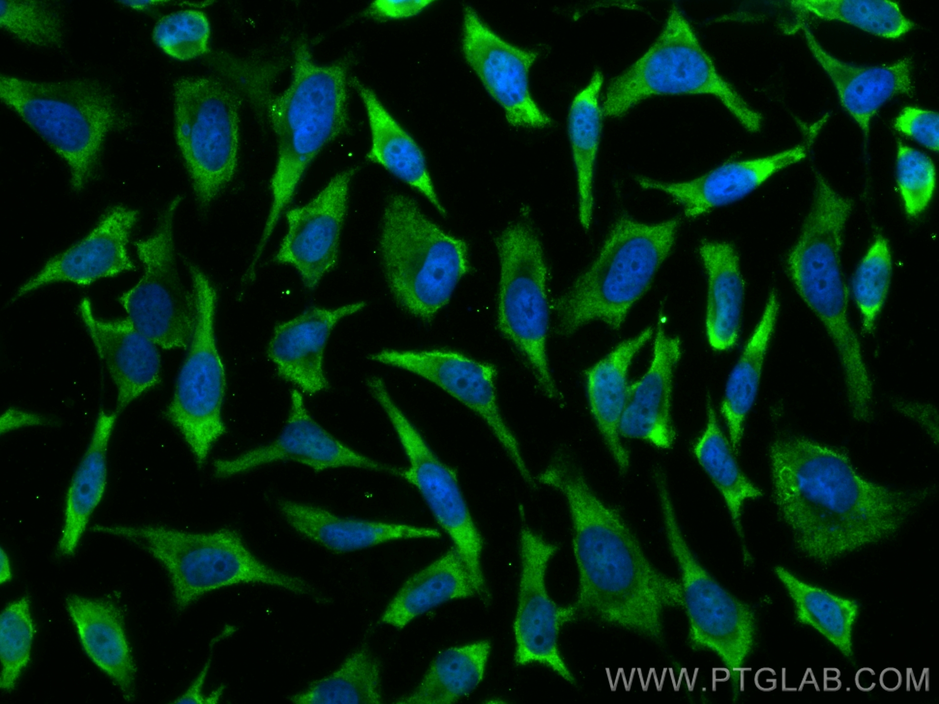 Immunofluorescence (IF) / fluorescent staining of HeLa cells using CoraLite® Plus 488-conjugated PSMA4 Monoclonal ant (CL488-68203)