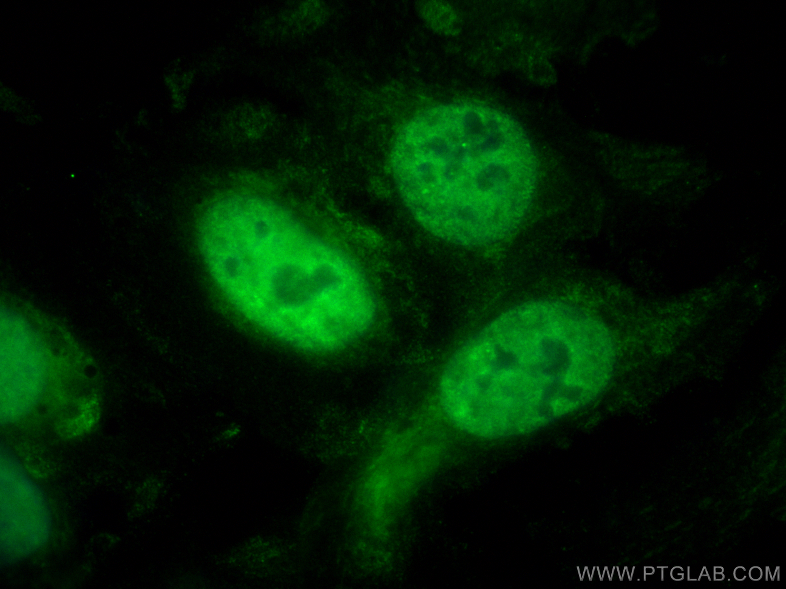 Immunofluorescence (IF) / fluorescent staining of U2OS cells using CoraLite® Plus 488-conjugated PSMA6 Monoclonal ant (CL488-67695)