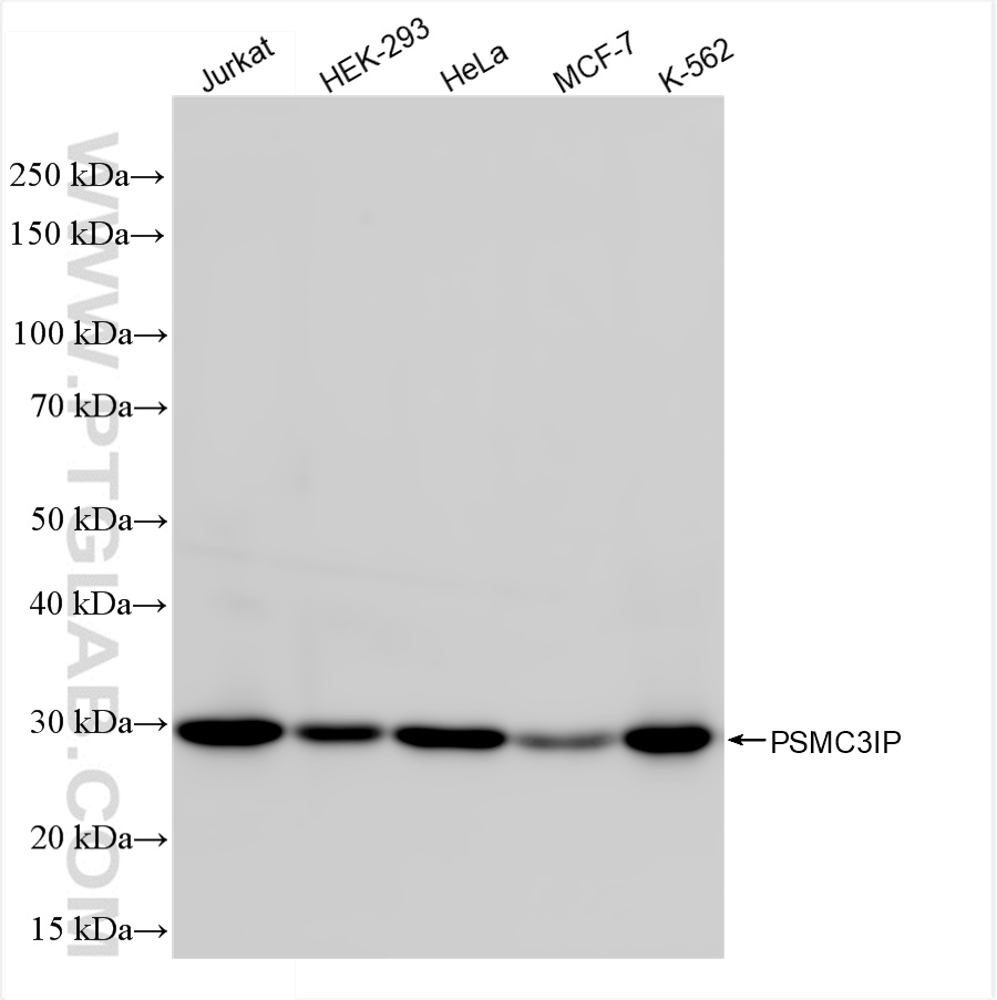 Western Blot (WB) analysis of various lysates using PSMC3IP Recombinant antibody (84934-1-RR)