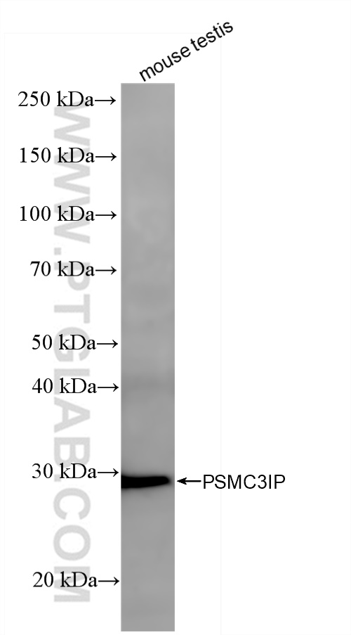 Western Blot (WB) analysis of mouse testis tissue using PSMC3IP Recombinant antibody (84934-1-RR)