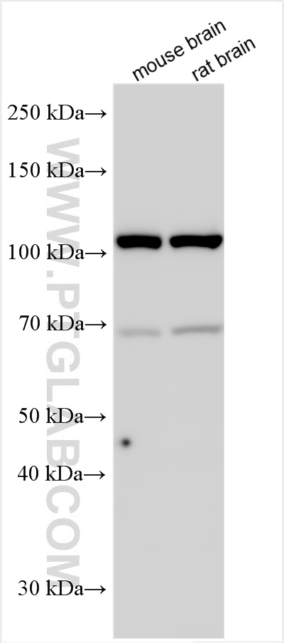 Western Blot (WB) analysis of various lysates using PSMD1 Polyclonal antibody (17709-1-AP)