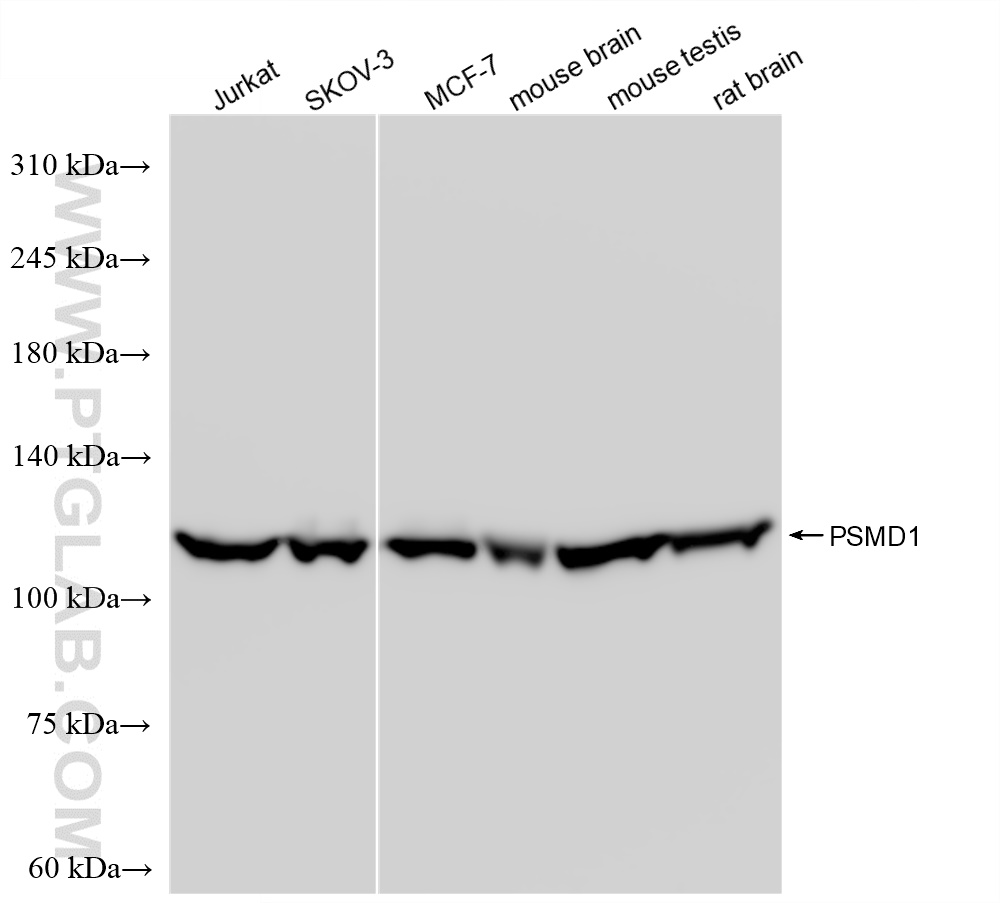 Western Blot (WB) analysis of various lysates using PSMD1 Recombinant antibody (83521-2-RR)