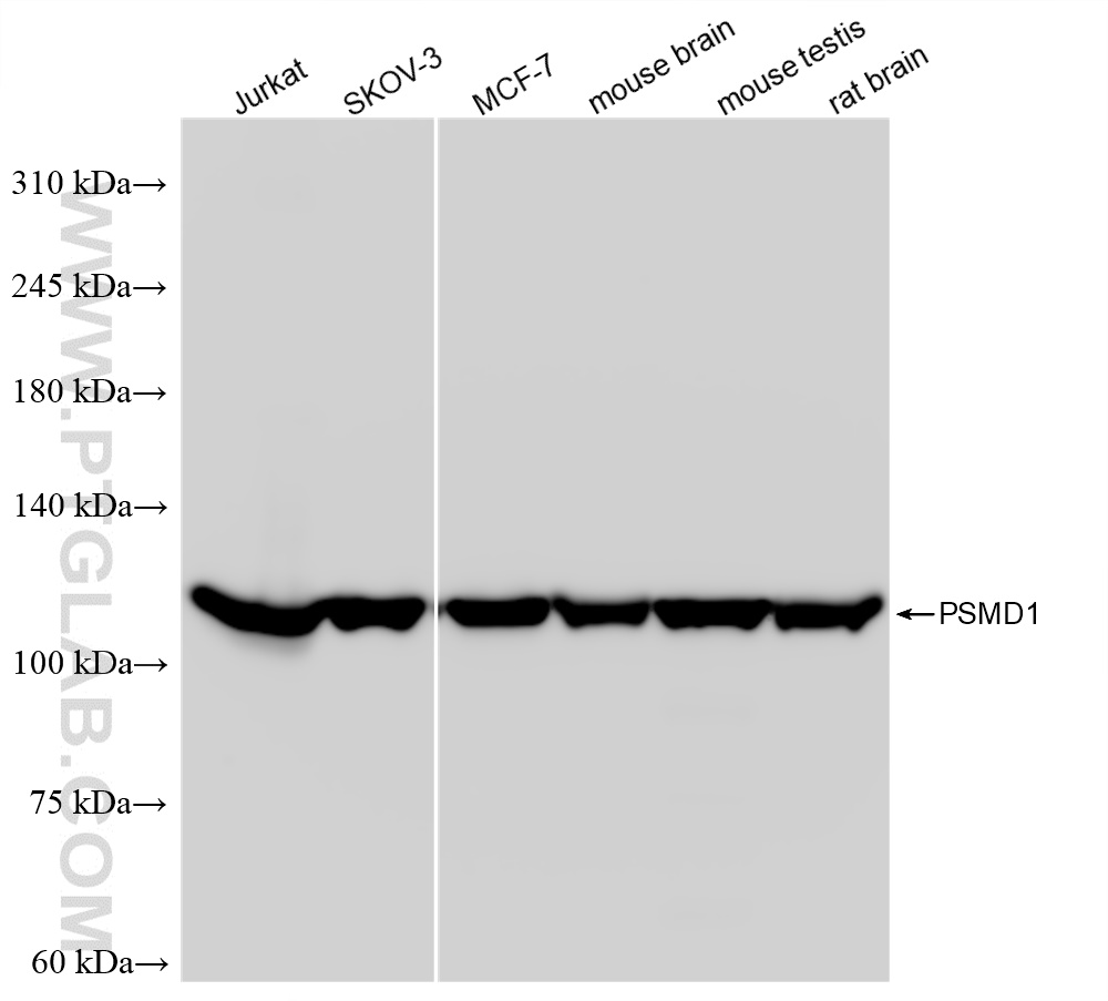 Western Blot (WB) analysis of various lysates using PSMD1 Recombinant antibody (83521-4-RR)