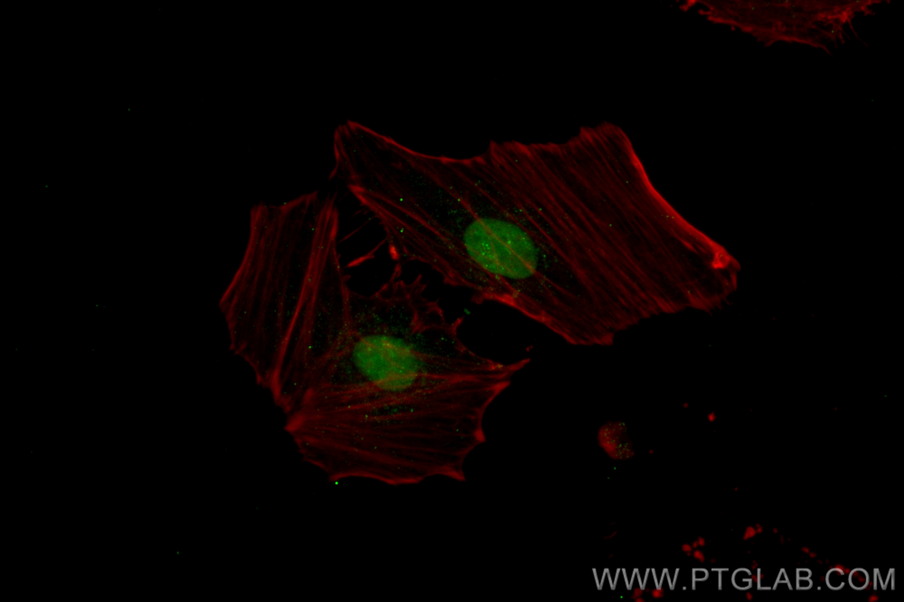 Immunofluorescence (IF) / fluorescent staining of HeLa cells using CoraLite® Plus 488-conjugated PSMD1 Recombinant an (CL488-83521-4)