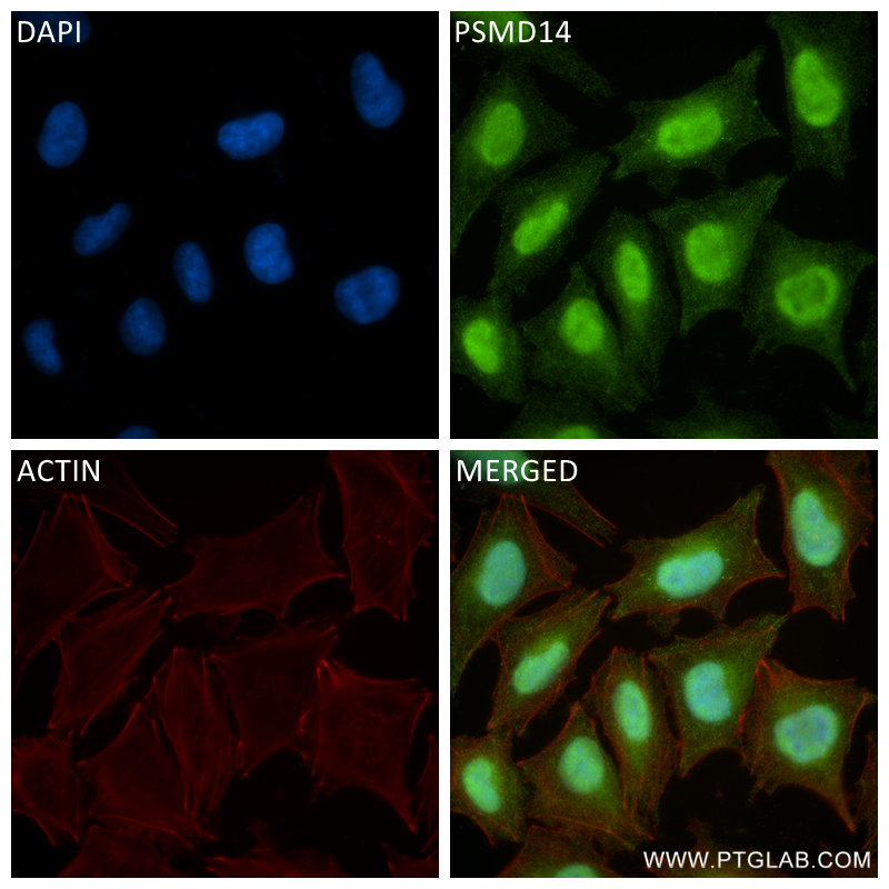 Immunofluorescence (IF) / fluorescent staining of A375 cells using PSMD14/POH1 Recombinant antibody (84767-4-RR)