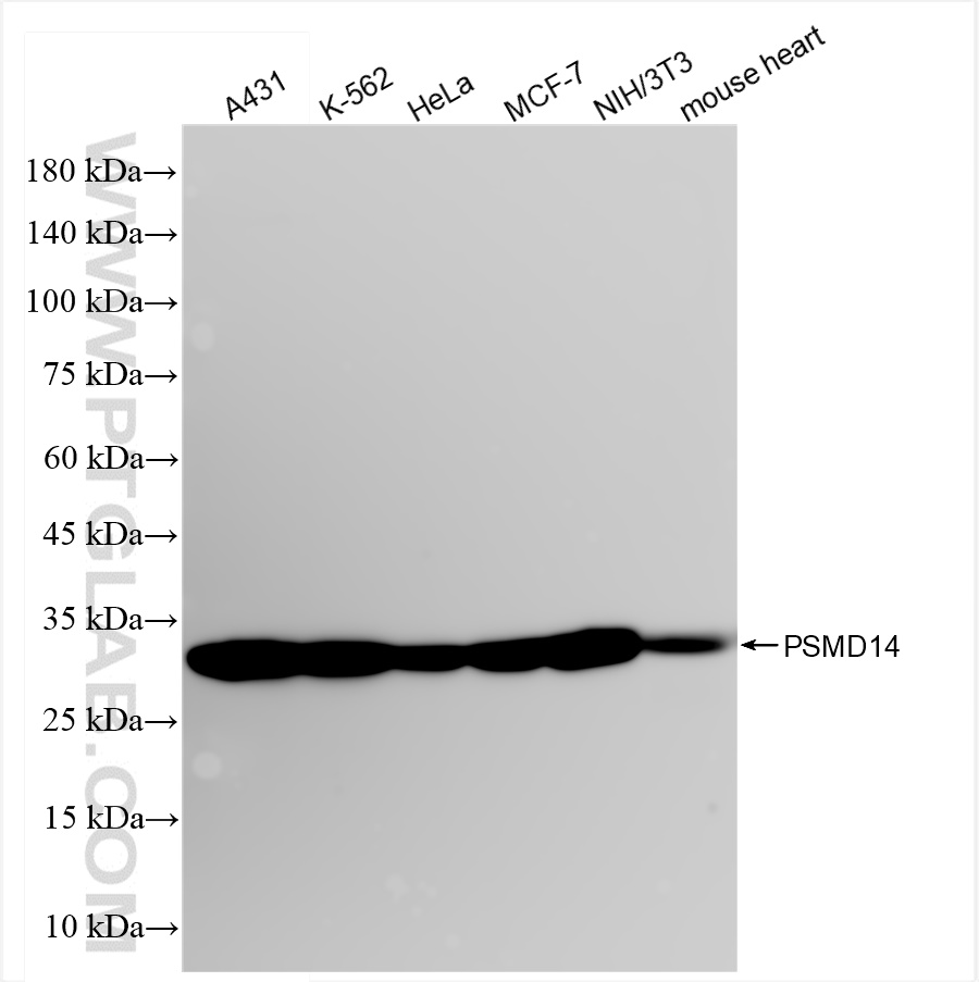 Western Blot (WB) analysis of various lysates using PSMD14/POH1 Recombinant antibody (84767-3-RR)