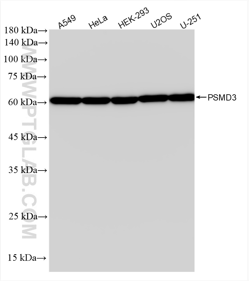 Western Blot (WB) analysis of various lysates using PSMD3 Recombinant antibody (84928-2-RR)