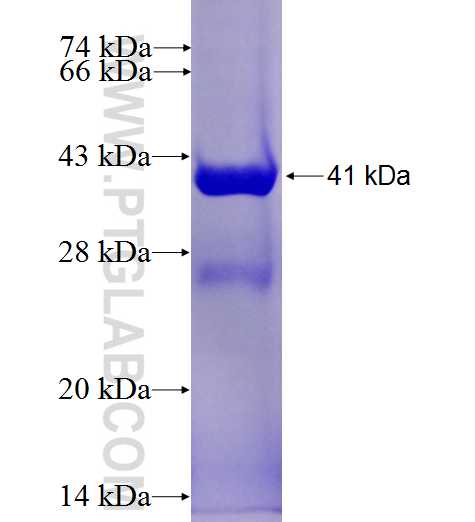 PSMD8 fusion protein Ag26567 SDS-PAGE