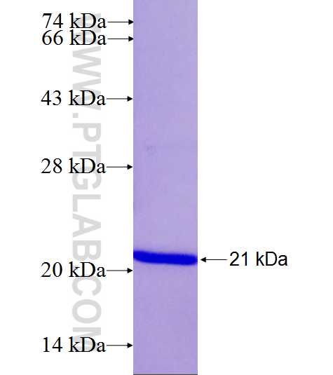 PSMD8 fusion protein Ag26603 SDS-PAGE