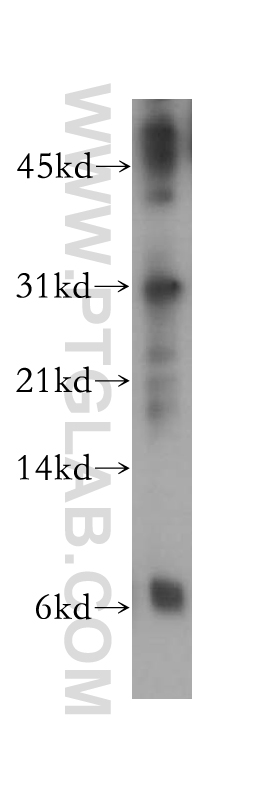 Western Blot (WB) analysis of human heart tissue using PSMF1 Polyclonal antibody (12941-1-AP)