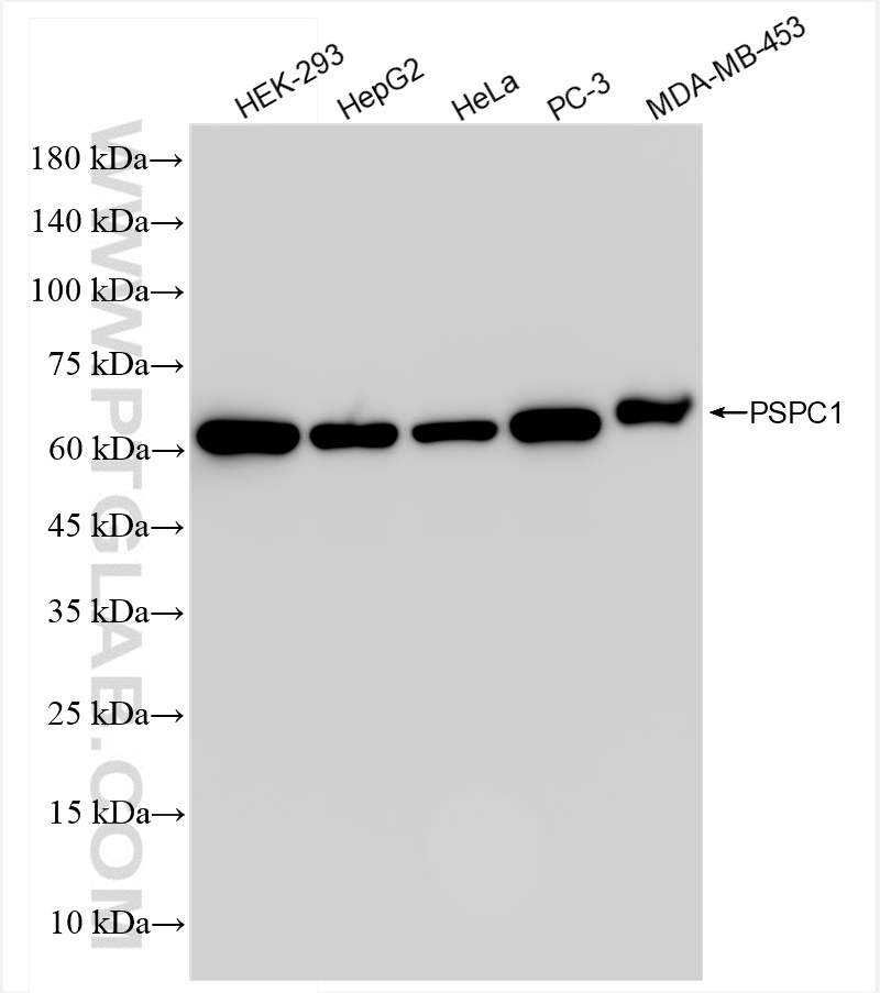 Western Blot (WB) analysis of various lysates using PSPC1 Recombinant antibody (84657-4-RR)