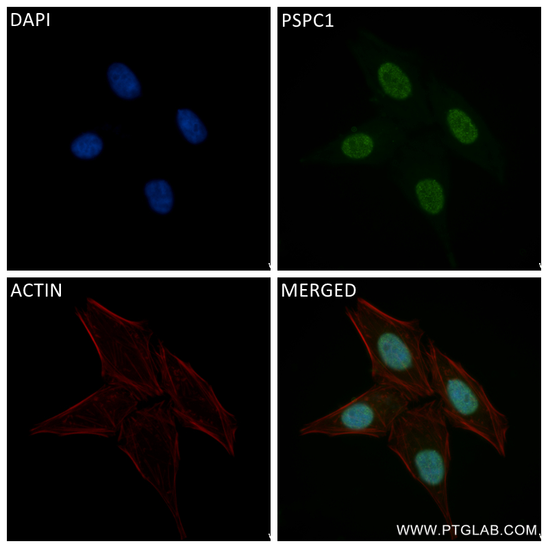 Immunofluorescence (IF) / fluorescent staining of HepG2 cells using PSPC1 Recombinant antibody (84657-5-RR)